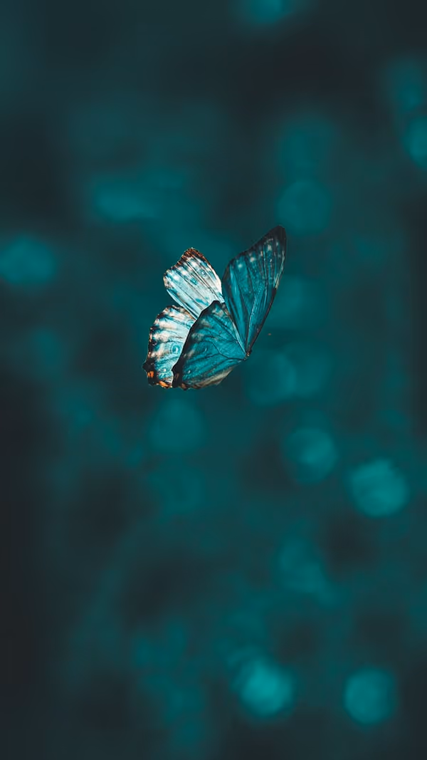blue and black butterfly in close up photography